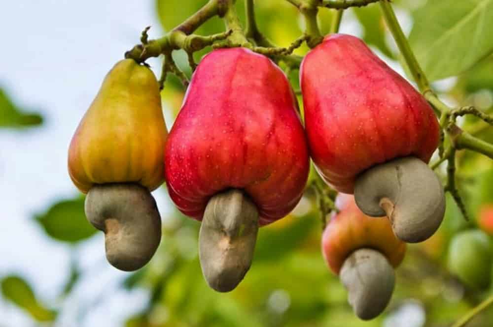 ✨Noix De Cajou ☘️ Nature ☘️ Anacarde ☘️ 1Kg✨